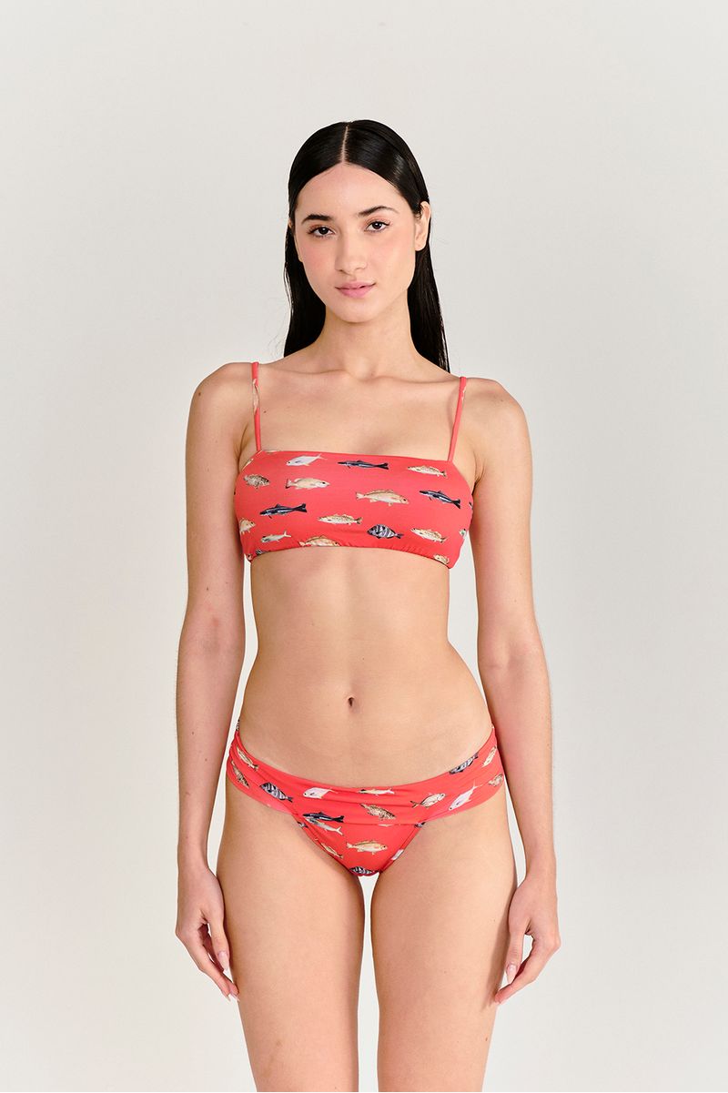 top-reto-peixes-vermelho